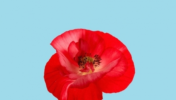 Rostliny