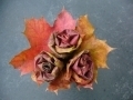 Javorové růže
